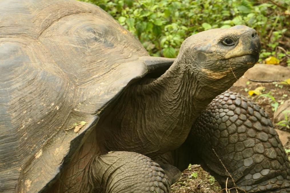 Sea Turtle in the Galapagos